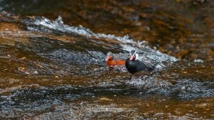 El pato de los torrentes: una especie única que habita nuestros ríos