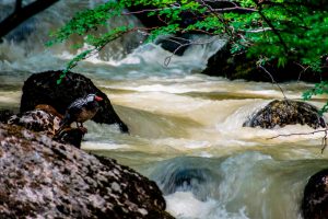 El pato de los torrentes: una especie única que habita nuestros ríos