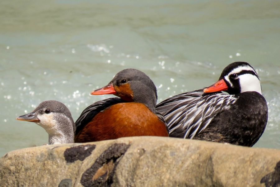 El pato de los torrentes: una especie única que habita nuestros ríos