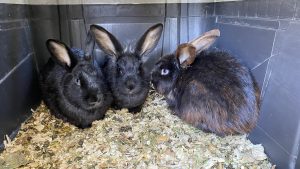 Lanzan campaña de adopción responsable de conejos en Santa Cruz