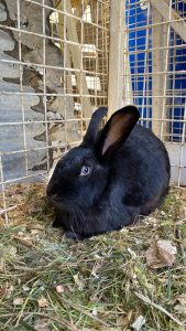 Lanzan campaña de adopción responsable de conejos en Santa Cruz