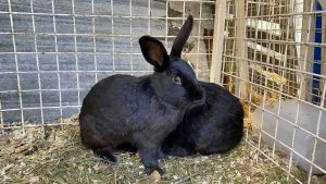 Lanzan campaña de adopción responsable de conejos en Santa Cruz