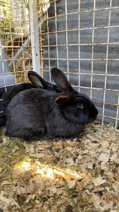 Lanzan campaña de adopción responsable de conejos en Santa Cruz