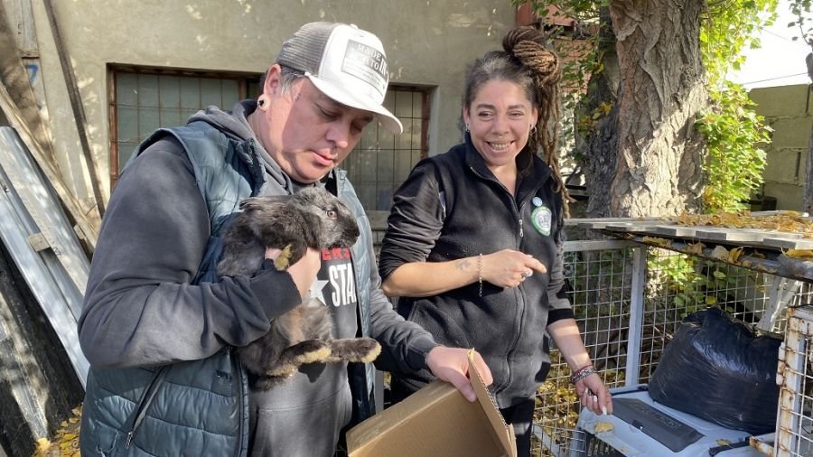 Lanzan campaña de adopción responsable de conejos en Santa Cruz