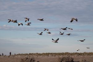 Cierre de temporada en la Reserva Provincial Cabo Vírgenes
