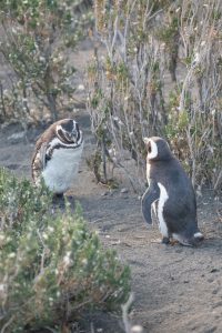 Cierre de temporada en la Reserva Provincial Cabo Vírgenes