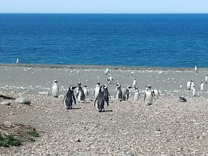 Cierre de temporada en la Reserva Provincial Cabo Vírgenes
