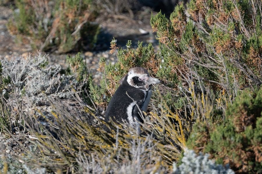 Cierre de temporada en la Reserva Provincial Cabo Vírgenes