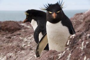 Día Mundial del Pingüino: Santa Cruz protege a los viajeros del sur