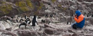 Día Mundial del Pingüino: Santa Cruz protege a los viajeros del sur