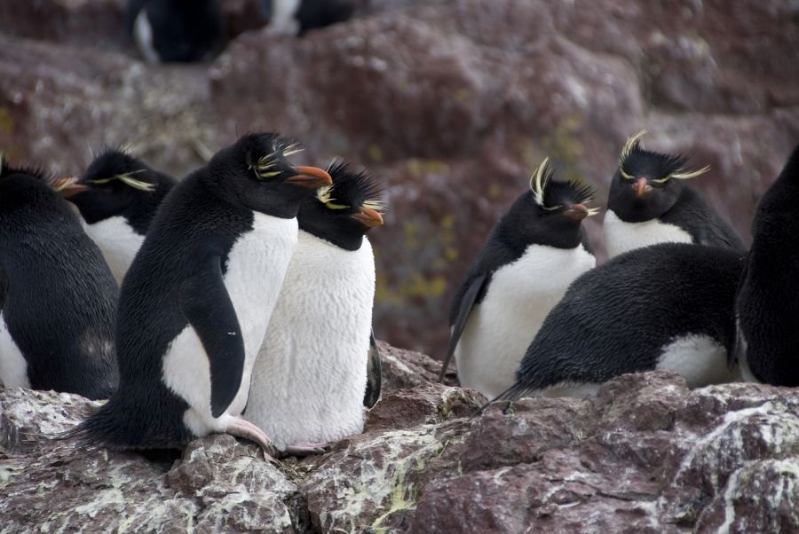 Día Mundial del Pingüino: Santa Cruz protege a los viajeros del sur