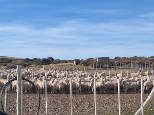 Controles laborales en el ámbito rural de Gobernador Gregores