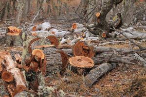 Plan Invernal 2025: el CAP fortalece con aprovechamiento forestal