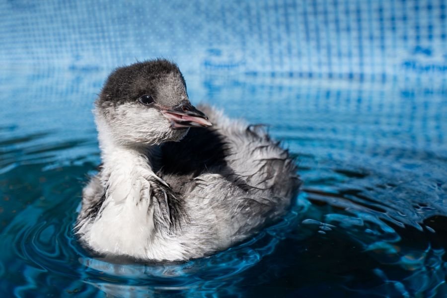 El Consejo Agrario y el Municipio de Puerto Santa Cruz acompañan un inédito operativo de conservación
