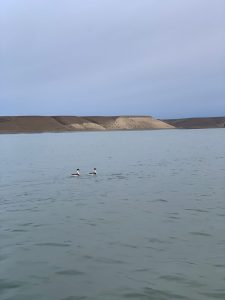 El Consejo Agrario Provincial participó en la primera liberación de ejemplares de Macá Tobiano nacidos en cautiverio