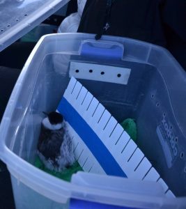 El Consejo Agrario Provincial participó en la primera liberación de ejemplares de Macá Tobiano nacidos en cautiverio