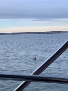 El Consejo Agrario Provincial participó en la primera liberación de ejemplares de Macá Tobiano nacidos en cautiverio