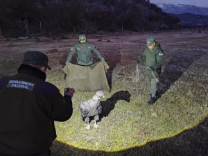 El Consejo Agrario Provincial participó del rescate de un cóndor en la zona del Paso Río Mayer