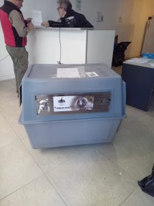 El Consejo Agrario Provincial participó del rescate de un cóndor en la zona del Paso Río Mayer