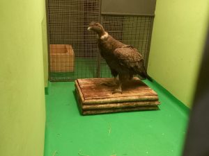 El Consejo Agrario Provincial participó del rescate de un cóndor en la zona del Paso Río Mayer