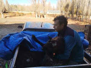 El Consejo Agrario Provincial gestiona la incorporación de nueva genética ovina a la Escuela Agropecuaria de Gobernador Gregores