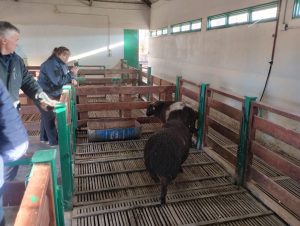 El Consejo Agrario Provincial gestiona la incorporación de nueva genética ovina a la Escuela Agropecuaria de Gobernador Gregores