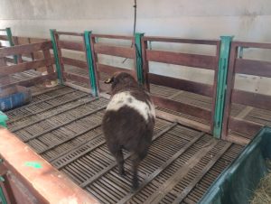 El Consejo Agrario Provincial gestiona la incorporación de nueva genética ovina a la Escuela Agropecuaria de Gobernador Gregores