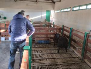 El Consejo Agrario Provincial gestiona la incorporación de nueva genética ovina a la Escuela Agropecuaria de Gobernador Gregores