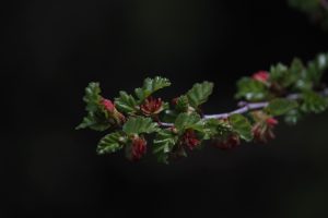 El Ñire: una especie nativa con alto valor ambiental, productivo y cultural para Santa Cruz