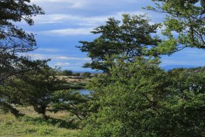 El Ñire: una especie nativa con alto valor ambiental, productivo y cultural para Santa Cruz