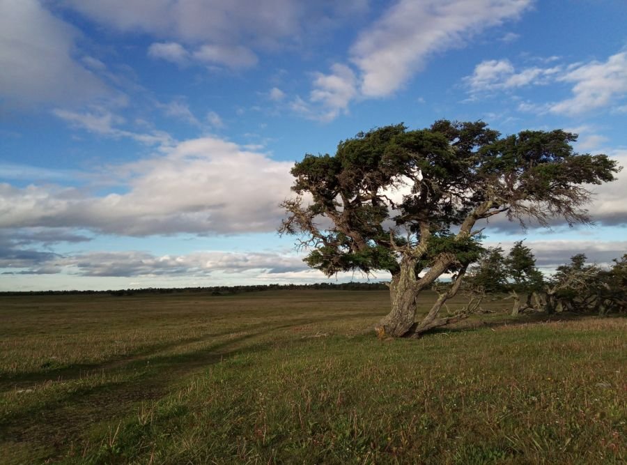 El Ñire: una especie nativa con alto valor ambiental, productivo y cultural para Santa Cruz