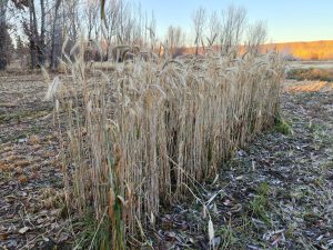 El Consejo Agrario Provincial presentó el Plan MIL AGRO a productores de Gobernador Gregores