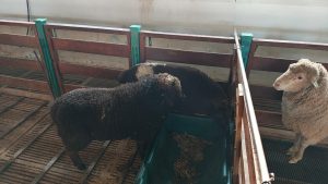 El CAP entregó alimento balanceado a la Escuela Agropecuaria Provincial N°1 de Gobernador Gregores