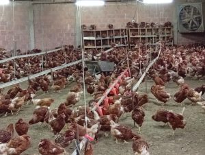 Brizuela visitó la “Avícola Don Jano”