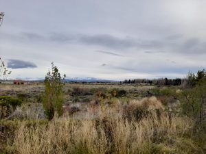 El Consejo Agrario Provincial impulsó una jornada de forestación en Los Antiguos