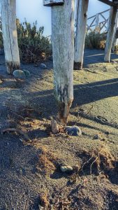 Grave daño en la pingüinera de Cabo Vírgenes: el Consejo Agrario llama a la colaboración comunitaria