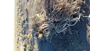 Grave daño en la pingüinera de Cabo Vírgenes: el Consejo Agrario llama a la colaboración comunitaria