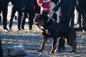 Capacitación en Santa Cruz: fortalecen el vínculo entre fuerzas de seguridad y unidades K9