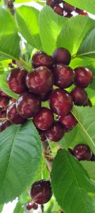 Cerezas de mi Patagonia: un fruto con identidad santacruceña