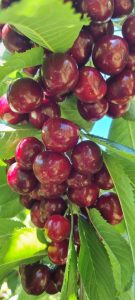 Cerezas de mi Patagonia: un fruto con identidad santacruceña