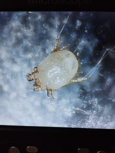 Lanzan campaña de prevención para sostener el estatus sanitario de Santa Cruz respecto de la sarna ovina