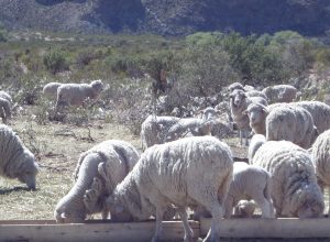 Lanzan campaña de prevención para sostener el estatus sanitario de Santa Cruz respecto de la sarna ovina