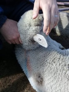 Lanzan campaña de prevención para sostener el estatus sanitario de Santa Cruz respecto de la sarna ovina