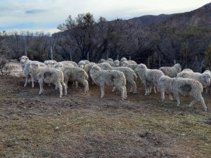Lanzan campaña de prevención para sostener el estatus sanitario de Santa Cruz respecto de la sarna ovina