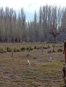 Los Antiguos: El ministro Nicolás Brizuela acompañó una jornada de trabajo para fortalecer el desarrollo local