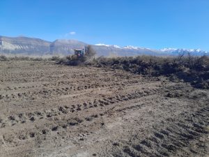 Santa Cruz ya tiene su propio viñedo en Lago Posadas
