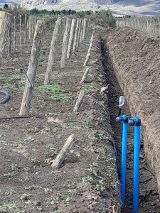 Santa Cruz ya tiene su propio viñedo en Lago Posadas
