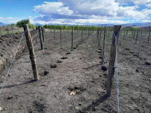 Santa Cruz ya tiene su propio viñedo en Lago Posadas