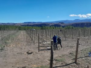 Santa Cruz ya tiene su propio viñedo en Lago Posadas