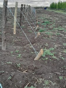Santa Cruz ya tiene su propio viñedo en Lago Posadas
